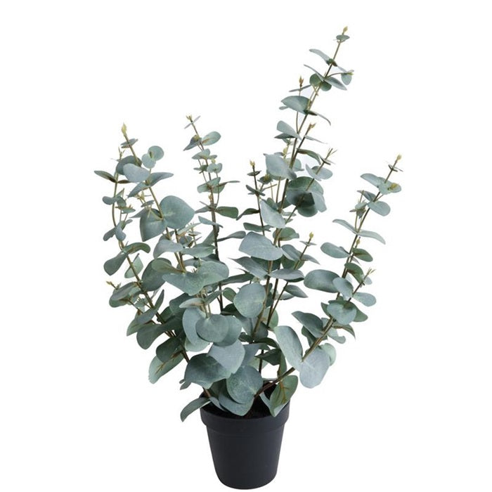 Konstväxt, Eukalyptus