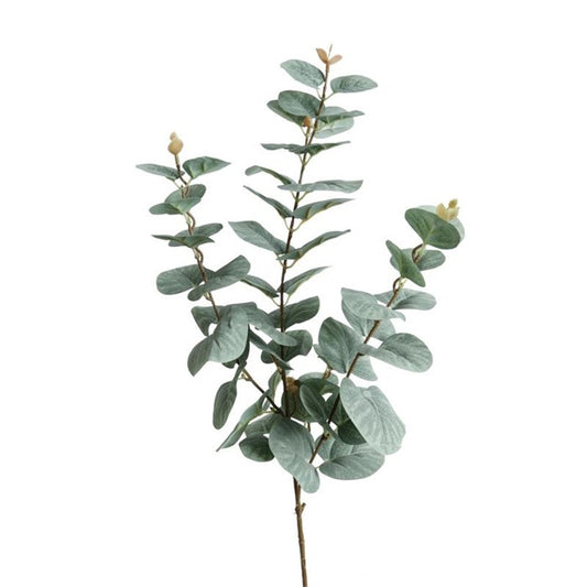 Konstväxt, Eukalyptus kvist